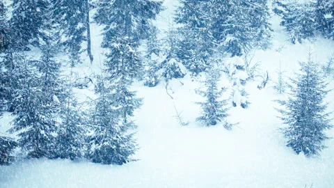 Beautiful fluffy snow on tree branches. Snow falls beautifully from the spruce Stock Footage 145151240
