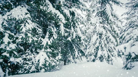 Beautiful fluffy snow on tree branches. Snow falls beautifully from the spruce Stock Footage 145204736