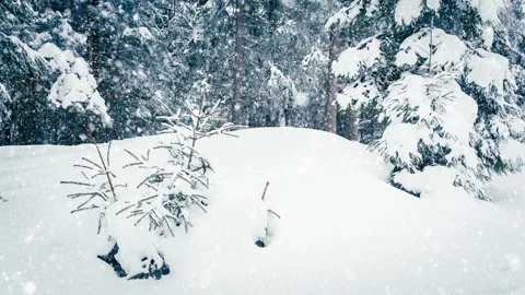 Beautiful fluffy snow on tree branches. Snow falls beautifully from the spruce Stock Footage 145204880