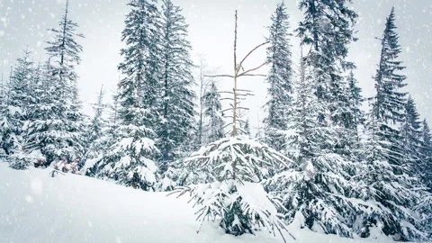Beautiful fluffy snow on tree branches. Snow falls beautifully from the spruce Stock Footage 145205211