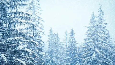 Beautiful fluffy snow on tree branches. Snow falls beautifully from the spruce Stock Footage 145205451