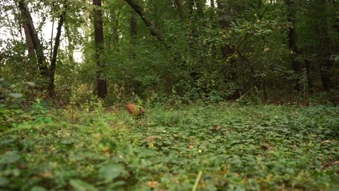 A beautiful fluffy squirrel is looking for nuts Stock Footage 164469945
