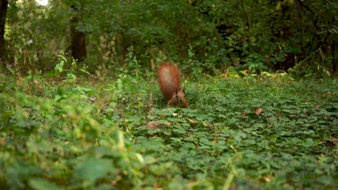 A beautiful fluffy squirrel is looking for nuts Stock Footage 164469947