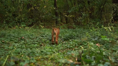 A beautiful fluffy squirrel is looking for nuts Stock Footage 164469963