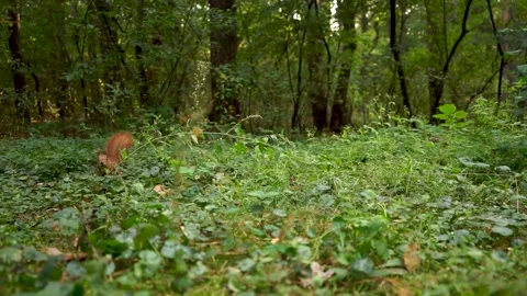 A beautiful fluffy squirrel is looking for nuts Stock Footage 164469975