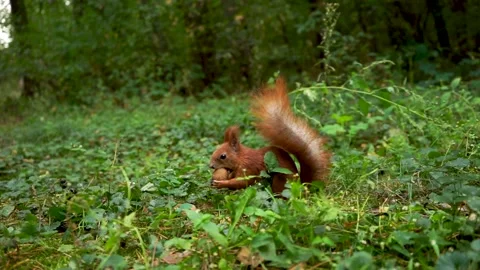 A beautiful fluffy squirrel is looking for nuts Stock Footage 164469976