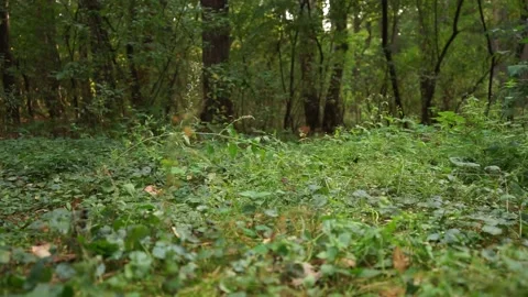 A beautiful fluffy squirrel is looking for nuts Stock Footage 164469977