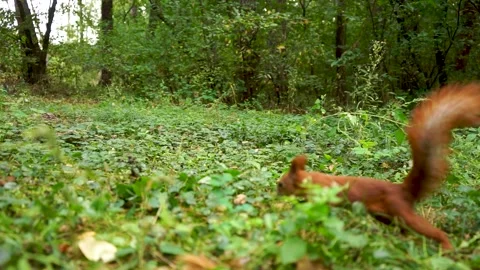 A beautiful fluffy squirrel is looking for nuts Stock Footage 164469981