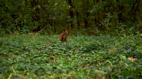 A beautiful fluffy squirrel is looking for nuts Stock Footage 164470022