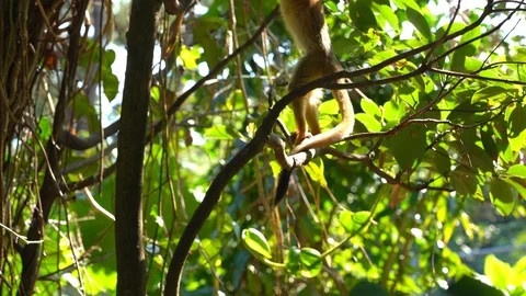 Beautiful fluffy squirrel monkey in the jungle climbs banana palm Stock Footage 124767410