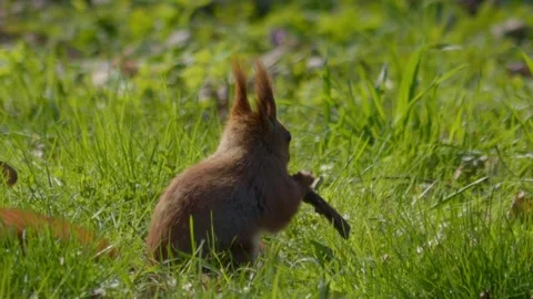 A beautiful fluffy squirrel sits in the grass and eats Stock Footage 306602233