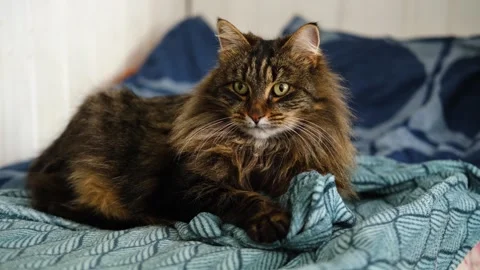 Beautiful fluffy tabby cat lying on a bed with a blue patterned blanket Stock Footage 337297526