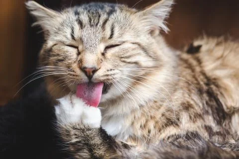 Beautiful fluffy tabby cat washes its paw Stock Photos