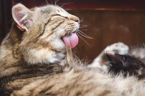 Beautiful fluffy tabby cat washes its hair with tongue, selective focus Stock Photos