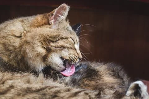 Beautiful fluffy tabby cat washes its hair with tongue, selective focus Stock Photos