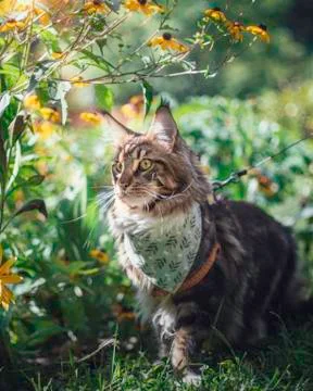 Beautiful fluffy tabby maine coon cat sitting Stock Photos