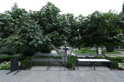 Beautiful fluffy tree over openwork metal benches for relaxing in the park Stock Photos