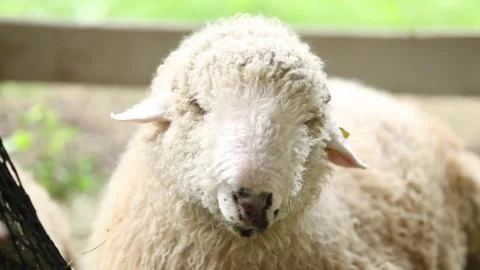 A beautiful fluffy white sheep chewing something close to the camera Stock Footage 304004073