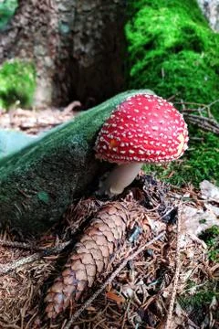 Beautiful fly agaric toadstool and spruce cone on forest floor 스톡 사진