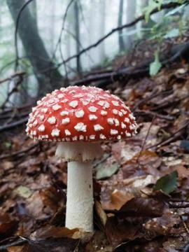 Beautiful fly agaric toadstools in natural habitat on forest floor Stock Photos