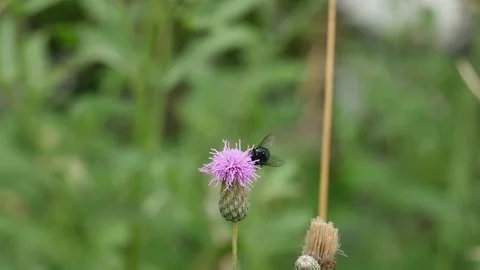 Beautiful fly Vídeo Stock 117227026