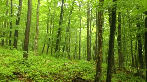 Beautiful fly in green forest Stock-Footage 146683198