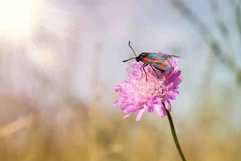 Beautiful fly Foto stock
