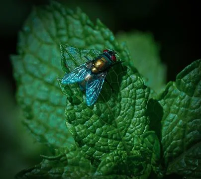 Beautiful fly Stock Photos