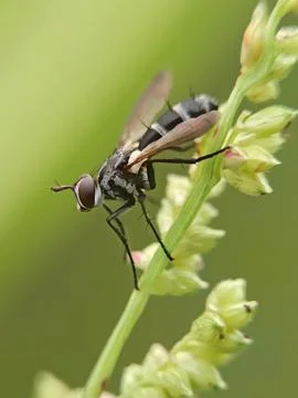 Beautiful fly Stock Photos