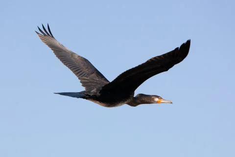 Beautiful flying bird in horizontal position,capturing the grace and elegance of Foto stock