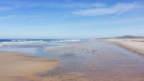 Beautiful flying drone 4K video of sea gulls floack flight over wide sandy Atlan Video stock 340112145