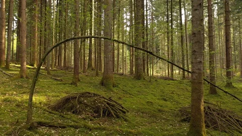 Beautiful flying in mossy forest landscape Vídeo Stock 128928452