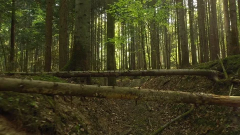 Beautiful flying under fallen trees Stock-Footage 128976359