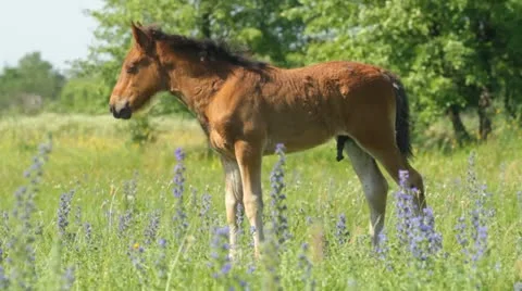 Beautiful foal on a meadow Vidéo 11286074