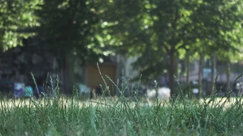Beautiful Focused Grass in a Park during Very Hot Summer Video stock 137278775