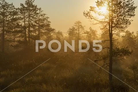 Beautiful foggy and sunny morning in bog area Stock Photos
