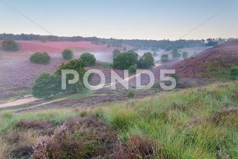 Beautiful foggy morning on hills with heather flowers Stock Photos