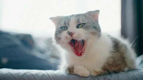 A beautiful fold cat sits on the bed, yawns and looks around. Stock Footage 233733230