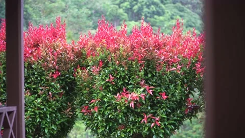 Beautiful foliage blown by the wind at backyard Stock Footage 156809749