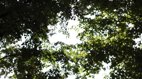 Beautiful foliage in the sun Stock Footage 152858121