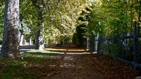 Beautiful foliage tree lined pedestrian walkway in the fall season. 库存影片 169107592