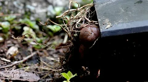 Beautiful Stock Footage 9506031