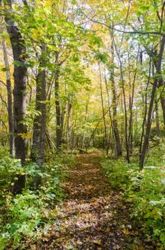 Beautiful footpath through a forest in fall colors Stock Photos