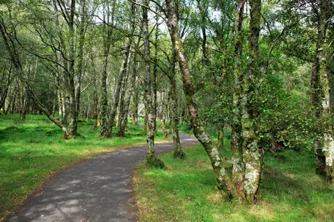 Beautiful footpath in Wicklow Stock Photos
