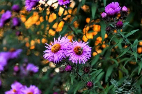 Beautiful foreground Stock Photos
