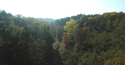 Beautiful Forest Aerial Stock Footage 56352069