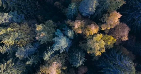 Beautiful forest, aerial view Stock Footage 175386155