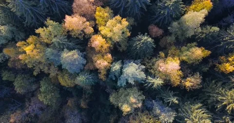 Beautiful forest, aerial view Stock Footage 175389355