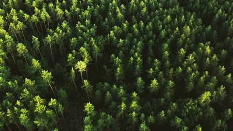 Beautiful forest aerial view pine trees green Stock Footage 121017979