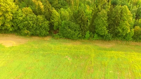 Beautiful forest and green meadows Stock Footage 55077611